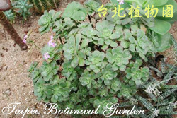 Aeonium gomerense (Praeger) Praeger的圖片