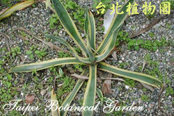 黃邊龍舌蘭，葉子的圖片