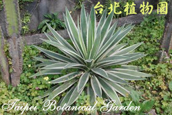 白緣龍舌蘭，葉子的圖片