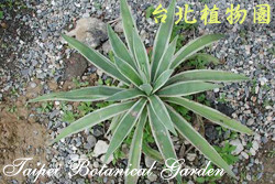 白緣龍舌蘭，葉子的圖片