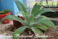 翡翠盤，葉子的圖片