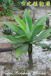 翡翠盤，整株的圖片