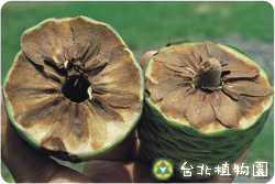 貝殼杉，果實剖開的圖片