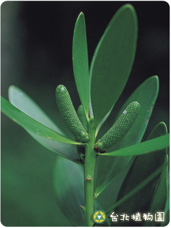 貝殼杉，雄花的圖片