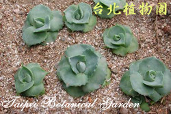 王妃雷神，葉子的圖片