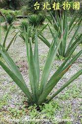 瓊麻，葉子的圖片