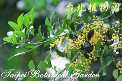 樹蘭，葉子與花的圖片