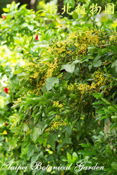 樹蘭，葉子的圖片