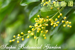 樹蘭，花朵的圖片