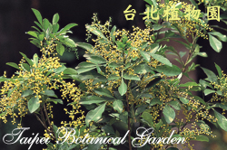 樹蘭，花朵與葉子的圖片