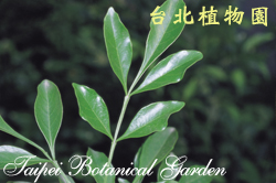 樹蘭，葉子的圖片