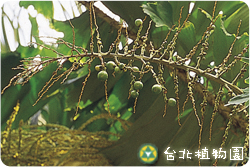 刺孔雀椰子，樹幹的圖片