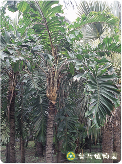 刺孔雀椰子，果實成熟的圖片