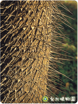 刺孔雀椰子，果實的圖片