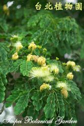 大葉合歡，葉子與花朵的圖片