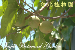 石栗，果實的照片