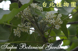 石栗，花朵的照片