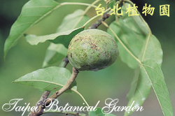 石栗，果實的照片