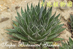 綾錦，葉子的圖片