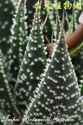 綾錦，葉子的圖片