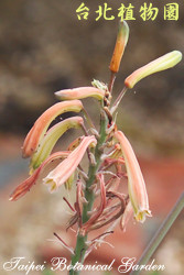 綾錦，花朵的圖片