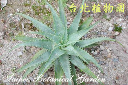 Aloe macrosiphon Baker的圖片