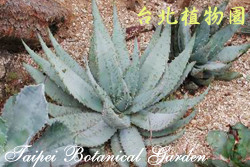 柏加蘆薈，葉子的圖片