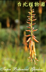 蘆薈，莖與花的圖片