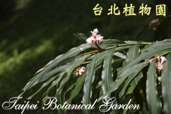 島田氏月桃，花朵與葉子的圖片