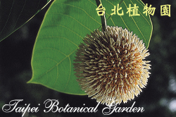 卡鄧伯木，果實的圖片