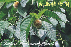 卡鄧伯木，果實與葉的圖片