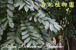 穗花樹蘭，葉子的圖片