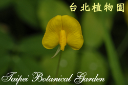 蔓花生，花朵的圖片