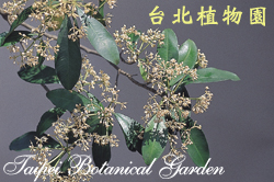 樹杞，花朵與葉子的圖片