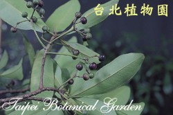 樹杞，果實與葉子的圖片