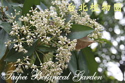 樹杞，花朵與葉子的圖片