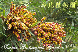 山棕，果實的圖片