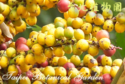 山棕，果實的圖片