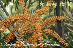 山棕，花朵的圖片