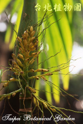 叢立檳榔，果實的圖片