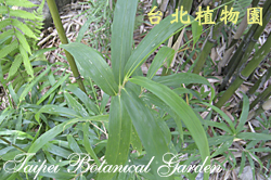 邢氏苦竹，葉子的圖片