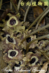 大花細辛，花朵的圖片