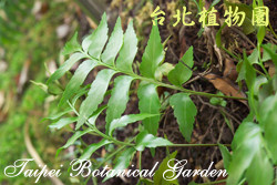 革葉鐵角蕨，葉子的圖片