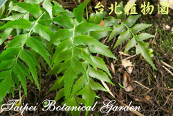 革葉鐵角蕨，葉子的圖片