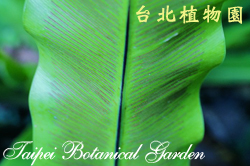 山蘇花，孢子囊群的圖片