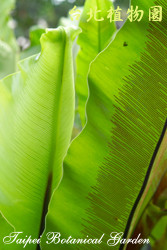 南洋山蘇花，葉子的圖片