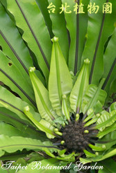 南洋山蘇花，果實與葉子的圖片