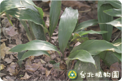 臺灣蜘蛛抱蛋，長在樹幹旁的葉子圖片