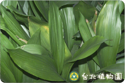 臺灣蜘蛛抱蛋，葉子的圖片