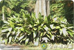 臺灣蜘蛛抱蛋，葉子的圖片